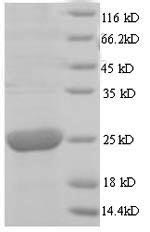 SDS-PAGE separation of QP8931 followed by commassie total protein stain results in a primary band consistent with reported data for Cytoplasmic envelopment protein 3. These data demonstrate Greater than 90% as determined by SDS-PAGE.