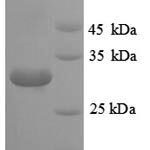 SDS-PAGE separation of QP8932 followed by commassie total protein stain results in a primary band consistent with reported data for Malate dehydrogenase. These data demonstrate Greater than 90% as determined by SDS-PAGE.