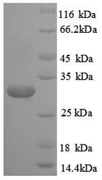 SDS-PAGE separation of QP8932 followed by commassie total protein stain results in a primary band consistent with reported data for Malate dehydrogenase. These data demonstrate Greater than 90% as determined by SDS-PAGE.