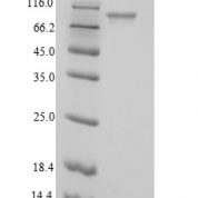 SDS-PAGE separation of QP8934 followed by commassie total protein stain results in a primary band consistent with reported data for Phosphoenolpyruvate carboxylase. These data demonstrate Greater than 90% as determined by SDS-PAGE.