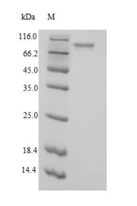 SDS-PAGE separation of QP8934 followed by commassie total protein stain results in a primary band consistent with reported data for Phosphoenolpyruvate carboxylase. These data demonstrate Greater than 90% as determined by SDS-PAGE.