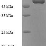 SDS-PAGE separation of QP8935 followed by commassie total protein stain results in a primary band consistent with reported data for Purine nucleoside phosphorylase DeoD-type. These data demonstrate Greater than 90% as determined by SDS-PAGE.