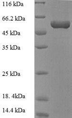 SDS-PAGE separation of QP8935 followed by commassie total protein stain results in a primary band consistent with reported data for Purine nucleoside phosphorylase DeoD-type. These data demonstrate Greater than 90% as determined by SDS-PAGE.