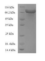 SDS-PAGE separation of QP8937 followed by commassie total protein stain results in a primary band consistent with reported data for Glucose-6-phosphate 1-dehydrogenase. These data demonstrate Greater than 90% as determined by SDS-PAGE.
