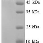 SDS-PAGE separation of QP8938 followed by commassie total protein stain results in a primary band consistent with reported data for Glycerol kinase. These data demonstrate Greater than 90% as determined by SDS-PAGE.