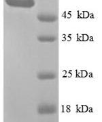 SDS-PAGE separation of QP8938 followed by commassie total protein stain results in a primary band consistent with reported data for Glycerol kinase. These data demonstrate Greater than 90% as determined by SDS-PAGE.