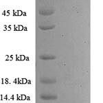 SDS-PAGE separation of QP8939 followed by commassie total protein stain results in a primary band consistent with reported data for Hepatitis C Virus polyprotein. These data demonstrate Greater than 90% as determined by SDS-PAGE.