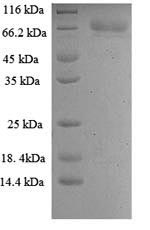 SDS-PAGE separation of QP8939 followed by commassie total protein stain results in a primary band consistent with reported data for Hepatitis C Virus polyprotein. These data demonstrate Greater than 90% as determined by SDS-PAGE.