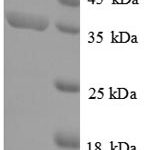 SDS-PAGE separation of QP8941 followed by commassie total protein stain results in a primary band consistent with reported data for 4-hydroxy-tetrahydrodipicolinate synthase. These data demonstrate Greater than 90% as determined by SDS-PAGE.