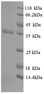 SDS-PAGE separation of QP8941 followed by commassie total protein stain results in a primary band consistent with reported data for 4-hydroxy-tetrahydrodipicolinate synthase. These data demonstrate Greater than 90% as determined by SDS-PAGE.