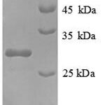 SDS-PAGE separation of QP8942 followed by commassie total protein stain results in a primary band consistent with reported data for NAD(P)H-flavin reductase. These data demonstrate Greater than 90% as determined by SDS-PAGE.