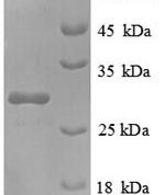 SDS-PAGE separation of QP8942 followed by commassie total protein stain results in a primary band consistent with reported data for NAD(P)H-flavin reductase. These data demonstrate Greater than 90% as determined by SDS-PAGE.