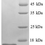 SDS-PAGE separation of QP8944 followed by commassie total protein stain results in a primary band consistent with reported data for Thioredoxin-1. These data demonstrate Greater than 90% as determined by SDS-PAGE.