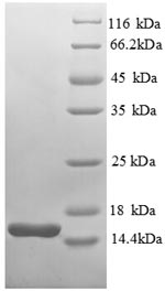 SDS-PAGE separation of QP8944 followed by commassie total protein stain results in a primary band consistent with reported data for Thioredoxin-1. These data demonstrate Greater than 90% as determined by SDS-PAGE.