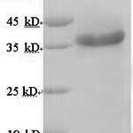 SDS-PAGE separation of QP8946 followed by commassie total protein stain results in a primary band consistent with reported data for Ribokinase. These data demonstrate Greater than 90% as determined by SDS-PAGE.