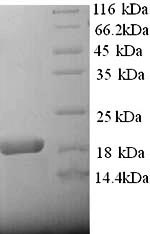 SDS-PAGE separation of QP8951 followed by commassie total protein stain results in a primary band consistent with reported data for A2M / CPAMD5 / Alpha-2-macroglobulin. These data demonstrate Greater than 90% as determined by SDS-PAGE.
