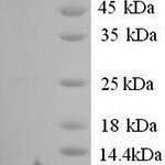 SDS-PAGE separation of QP8960 followed by commassie total protein stain results in a primary band consistent with reported data for Type-1 angiotensin II receptor. These data demonstrate Greater than 90% as determined by SDS-PAGE.