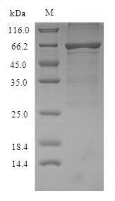 SDS-PAGE separation of QP8965 followed by commassie total protein stain results in a primary band consistent with reported data for Serum Albumin / HSA / ALB. These data demonstrate Greater than 90% as determined by SDS-PAGE.
