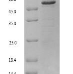 SDS-PAGE separation of QP8968 followed by commassie total protein stain results in a primary band consistent with reported data for Retinal dehydrogenase 2. These data demonstrate Greater than 90% as determined by SDS-PAGE.