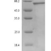 SDS-PAGE separation of QP8973 followed by commassie total protein stain results in a primary band consistent with reported data for Muellerian-inhibiting factor. These data demonstrate Greater than 90% as determined by SDS-PAGE.