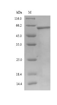 SDS-PAGE separation of QP8973 followed by commassie total protein stain results in a primary band consistent with reported data for Muellerian-inhibiting factor. These data demonstrate Greater than 90% as determined by SDS-PAGE.