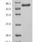 SDS-PAGE separation of QP8975 followed by commassie total protein stain results in a primary band consistent with reported data for Angiopoietin 1 / ANG1 / ANGPT1. These data demonstrate Greater than 90% as determined by SDS-PAGE.