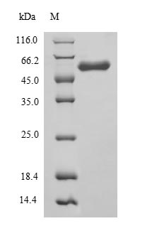 SDS-PAGE separation of QP8975 followed by commassie total protein stain results in a primary band consistent with reported data for Angiopoietin 1 / ANG1 / ANGPT1. These data demonstrate Greater than 90% as determined by SDS-PAGE.