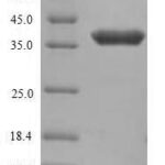 SDS-PAGE separation of QP8977 followed by commassie total protein stain results in a primary band consistent with reported data for ANTXR1. These data demonstrate Greater than 90% as determined by SDS-PAGE.