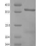 SDS-PAGE separation of QP8980 followed by commassie total protein stain results in a primary band consistent with reported data for Annexin A13. These data demonstrate Greater than 90% as determined by SDS-PAGE.