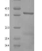 SDS-PAGE separation of QP8980 followed by commassie total protein stain results in a primary band consistent with reported data for Annexin A13. These data demonstrate Greater than 90% as determined by SDS-PAGE.