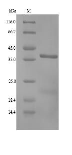 SDS-PAGE separation of QP8980 followed by commassie total protein stain results in a primary band consistent with reported data for Annexin A13. These data demonstrate Greater than 90% as determined by SDS-PAGE.