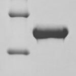 SDS-PAGE separation of QP8986 followed by commassie total protein stain results in a primary band consistent with reported data for ApoAI. These data demonstrate Greater than 90% as determined by SDS-PAGE.