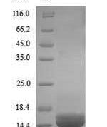 SDS-PAGE separation of QP8988 followed by commassie total protein stain results in a primary band consistent with reported data for Apolipoprotein B-100. These data demonstrate Greater than 90% as determined by SDS-PAGE.