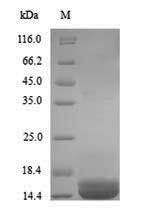 SDS-PAGE separation of QP8988 followed by commassie total protein stain results in a primary band consistent with reported data for Apolipoprotein B-100. These data demonstrate Greater than 90% as determined by SDS-PAGE.