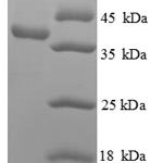 SDS-PAGE separation of QP899 followed by commassie total protein stain results in a primary band consistent with reported data for APEX1 / AP / APEx / Ref-1. These data demonstrate Greater than 90% as determined by SDS-PAGE.