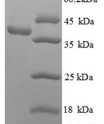 SDS-PAGE separation of QP899 followed by commassie total protein stain results in a primary band consistent with reported data for APEX1 / AP / APEx / Ref-1. These data demonstrate Greater than 90% as determined by SDS-PAGE.