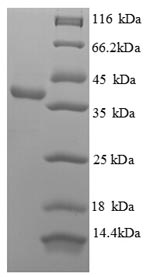SDS-PAGE separation of QP899 followed by commassie total protein stain results in a primary band consistent with reported data for APEX1 / AP / APEx / Ref-1. These data demonstrate Greater than 90% as determined by SDS-PAGE.