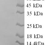 SDS-PAGE separation of QP8991 followed by commassie total protein stain results in a primary band consistent with reported data for Apolipoprotein C-III. These data demonstrate Greater than 90% as determined by SDS-PAGE.