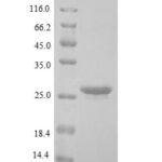 SDS-PAGE separation of QP9010 followed by commassie total protein stain results in a primary band consistent with reported data for BNIP3L. These data demonstrate Greater than 90% as determined by SDS-PAGE.