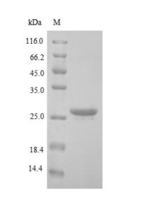 SDS-PAGE separation of QP9010 followed by commassie total protein stain results in a primary band consistent with reported data for BNIP3L. These data demonstrate Greater than 90% as determined by SDS-PAGE.