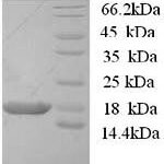 SDS-PAGE separation of QP9011 followed by commassie total protein stain results in a primary band consistent with reported data for BOLA1. These data demonstrate Greater than 90% as determined by SDS-PAGE.