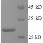 SDS-PAGE separation of QP9018 followed by commassie total protein stain results in a primary band consistent with reported data for C1q-related factor. These data demonstrate Greater than 90% as determined by SDS-PAGE.