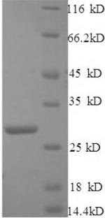 SDS-PAGE separation of QP9018 followed by commassie total protein stain results in a primary band consistent with reported data for C1q-related factor. These data demonstrate Greater than 90% as determined by SDS-PAGE.