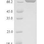 SDS-PAGE separation of QP9019 followed by commassie total protein stain results in a primary band consistent with reported data for C4b-binding protein alpha chain. These data demonstrate Greater than 90% as determined by SDS-PAGE.