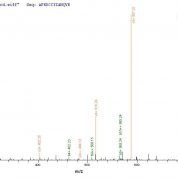 SEQUEST analysis of LC MS/MS spectra obtained from a run with QP9020 identified a match between this protein and the spectra of a peptide sequence that matches a region of C5a / Complement 5a.