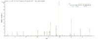 SEQUEST analysis of LC MS/MS spectra obtained from a run with QP9020 identified a match between this protein and the spectra of a peptide sequence that matches a region of C5a / Complement 5a.