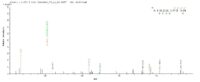 Additional SEQUEST analysis of the LC MS/MS spectra from QP9020 identified an additional between this protein and the spectra of another peptide sequence that matches a region of C5a / Complement 5a confirming successful recombinant synthesis.