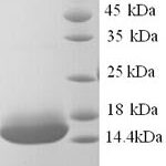 SDS-PAGE separation of QP9039 followed by commassie total protein stain results in a primary band consistent with reported data for Cyclin-J-like protein. These data demonstrate Greater than 90% as determined by SDS-PAGE.