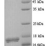 SDS-PAGE separation of QP9043 followed by commassie total protein stain results in a primary band consistent with reported data for CD300LB / LMIR5 / CMRF35-A2. These data demonstrate Greater than 90% as determined by SDS-PAGE.