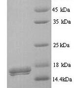 SDS-PAGE separation of QP9043 followed by commassie total protein stain results in a primary band consistent with reported data for CD300LB / LMIR5 / CMRF35-A2. These data demonstrate Greater than 90% as determined by SDS-PAGE.